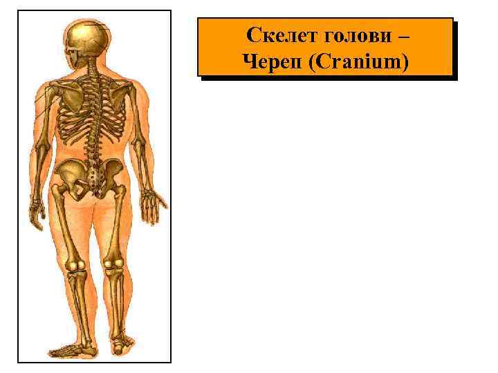 Скелет голови – Череп (Cranium) 