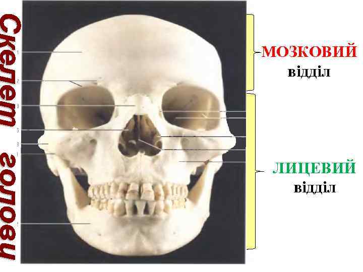 МОЗКОВИЙ відділ ЛИЦЕВИЙ відділ 