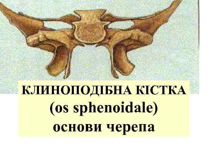 КЛИНОПОДІБНА КІСТКА (os sphenoidale) основи черепа 