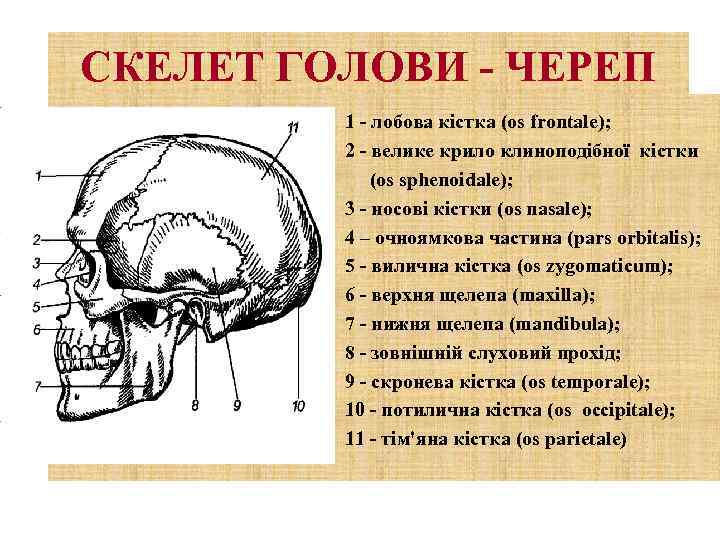 СКЕЛЕТ ГОЛОВИ - ЧЕРЕП 1 - лобова кістка (os frontale); 2 - велике крило