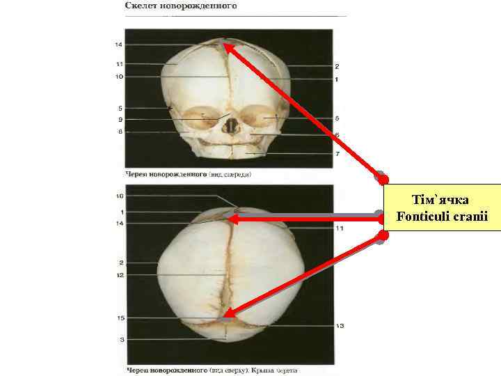 Тім`ячка Fonticuli cranii 
