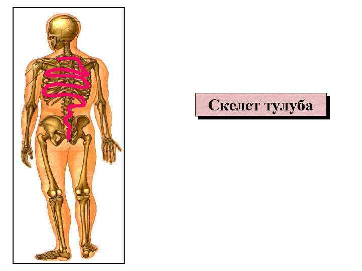 Скелет тулуба 
