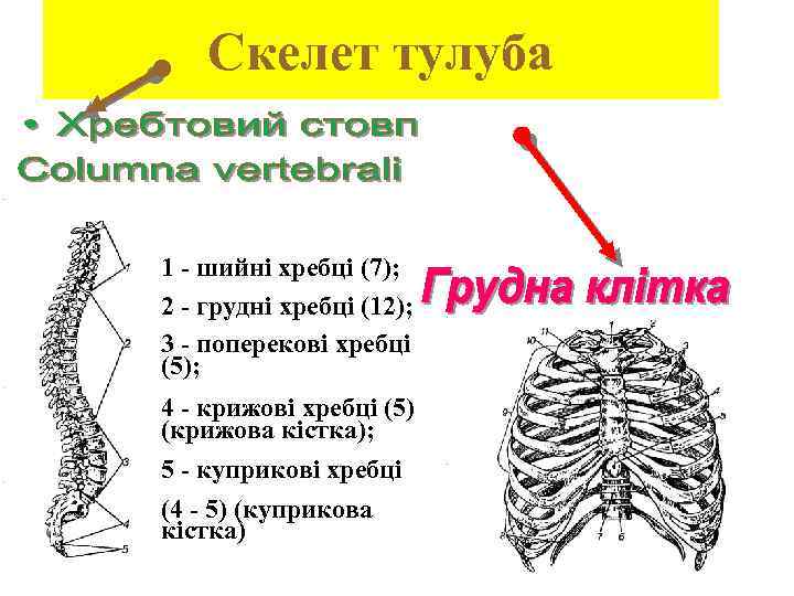 Скелет тулуба 1 - шийні хребці (7); 2 - грудні хребці (12); 3 -