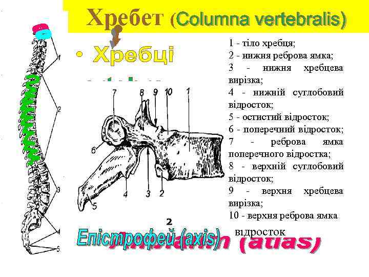 Хребет (Columna vertebralis) 1 - тіло хребця; 2 - нижня реброва ямка; 3 -