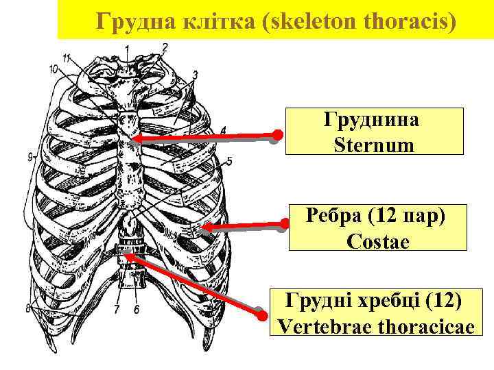 Грудна клітка (skeleton thoracis) Груднина Sternum Ребра (12 пар) Costae Грудні хребці (12) Vertebrae