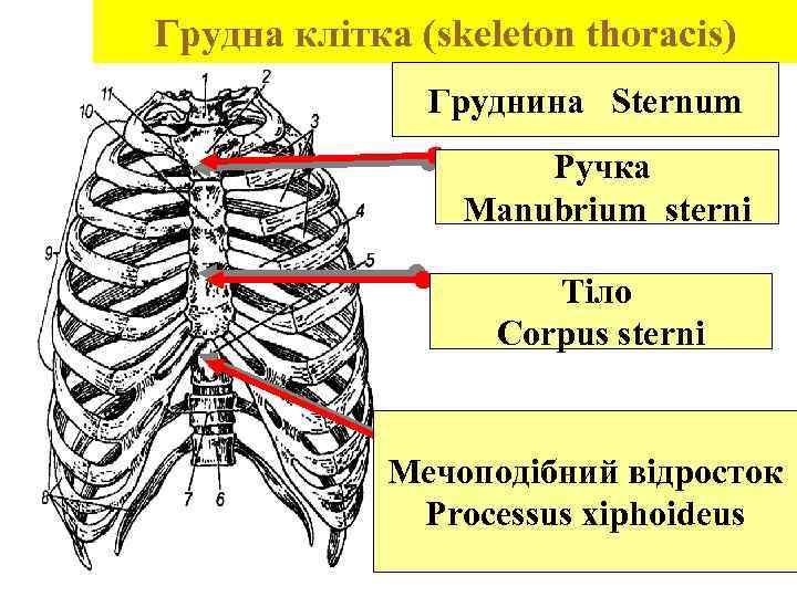 Грудна клітка (skeleton thoracis) Груднина Sternum Ручка Manubrium sterni Тіло Corpus sterni Мечоподібний відросток