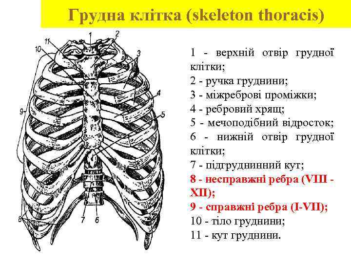 Грудная клетка рисунок с подписями