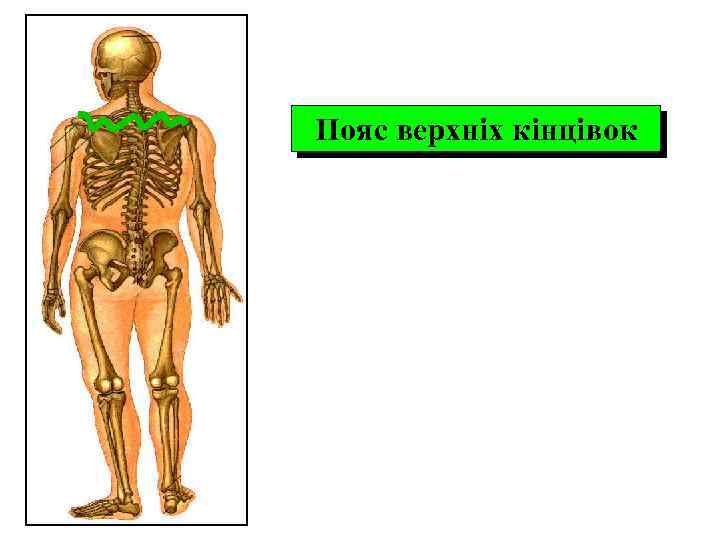 Пояс верхніх кінцівок 