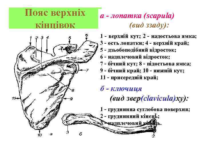 Пояс верхніх кінцівок а - лопатка (scapula) (вид ззаду): 1 - верхній кут; 2