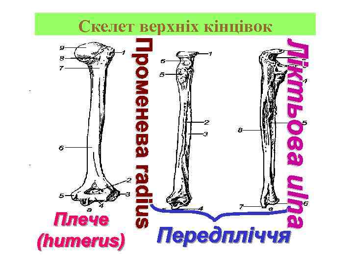 Скелет верхніх кінцівок 