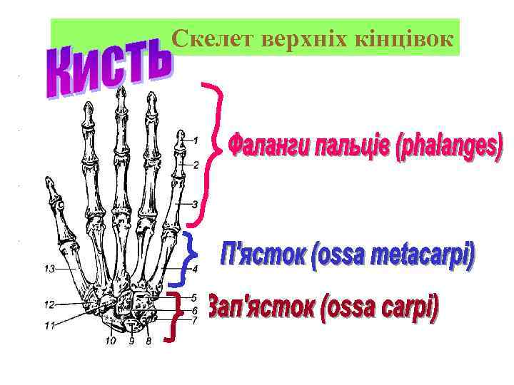 Скелет верхніх кінцівок 