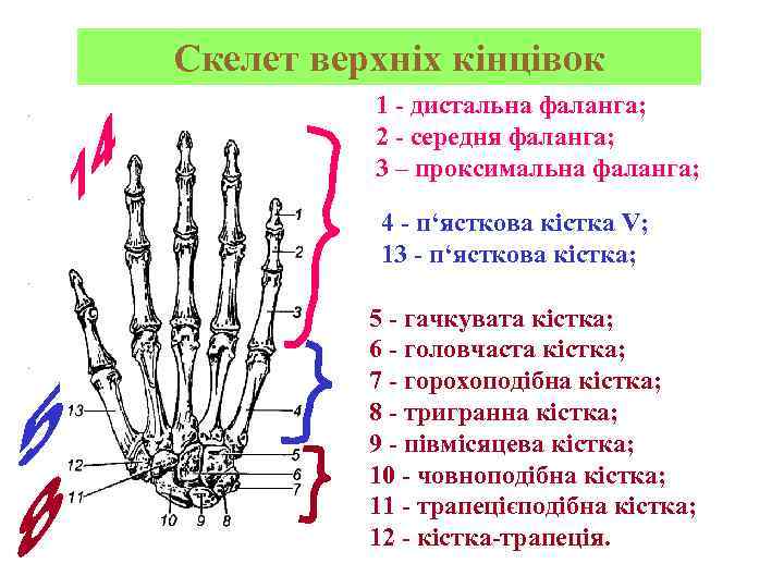 Скелет верхніх кінцівок 1 - дистальна фаланга; 2 - середня фаланга; 3 – проксимальна