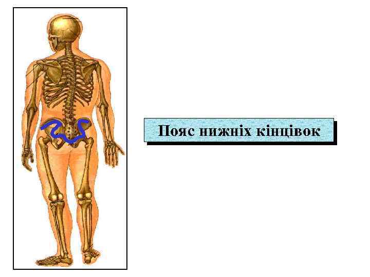 Пояс нижніх кінцівок 
