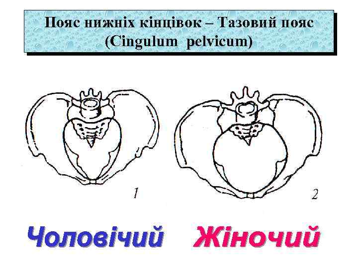 Пояс нижніх кінцівок – Тазовий пояс (Cingulum pelvicum) 