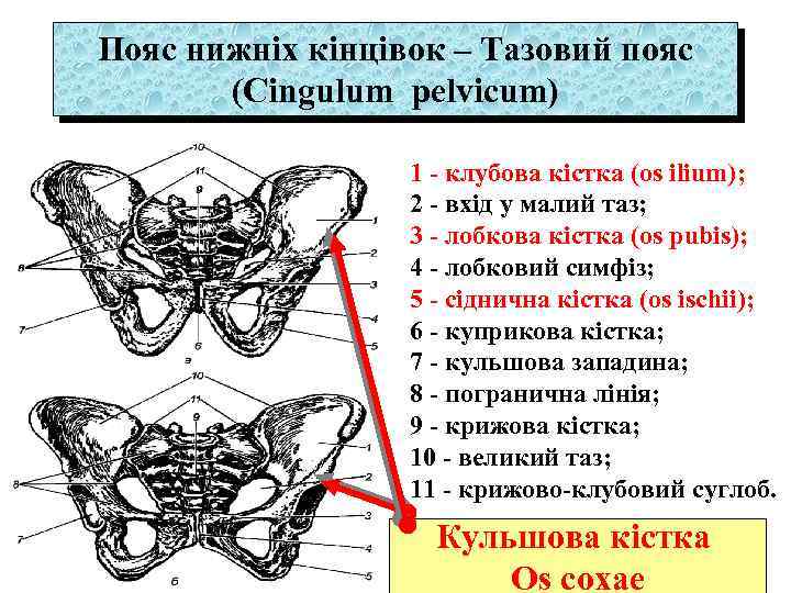 Пояс нижніх кінцівок – Тазовий пояс (Cingulum pelvicum) 1 - клубова кістка (os ilium);