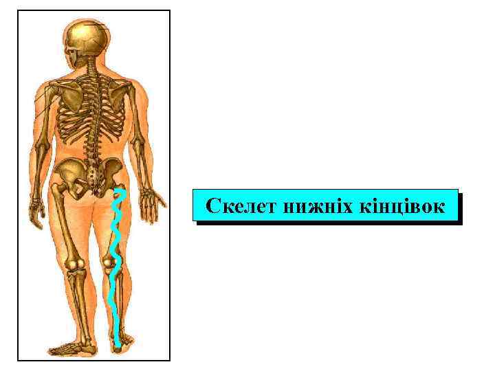 Скелет нижніх кінцівок 