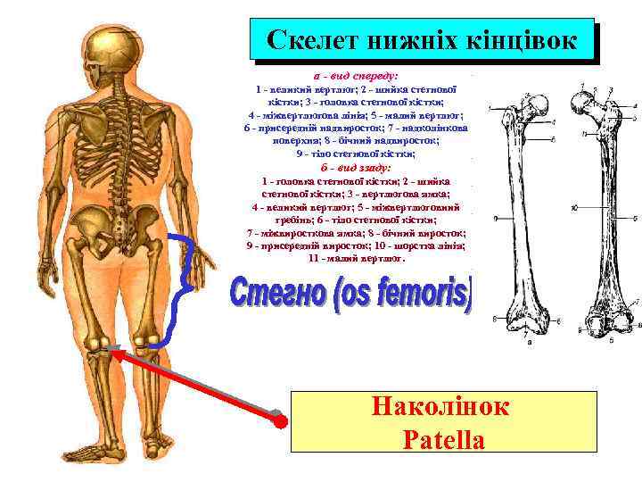 Скелет нижніх кінцівок а - вид спереду: 1 - великий вертлюг; 2 - шийка