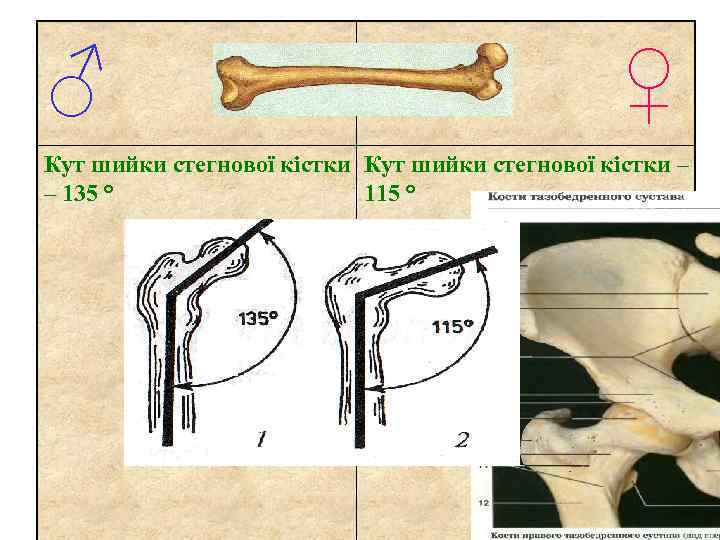 ♂ ♀ Кут шийки стегнової кістки – – 135 ° 115 ° 