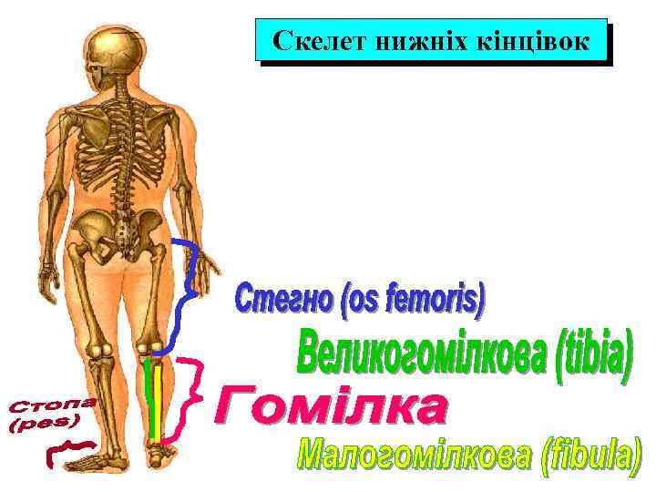 Скелет нижніх кінцівок 