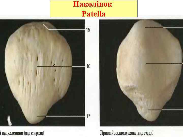Наколінок Patella 