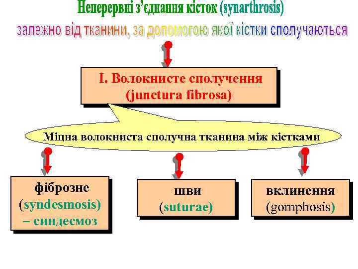 І. Волокнисте сполучення (junctura fibrosa) Міцна волокниста сполучна тканина між кістками фіброзне (syndesmosis) –