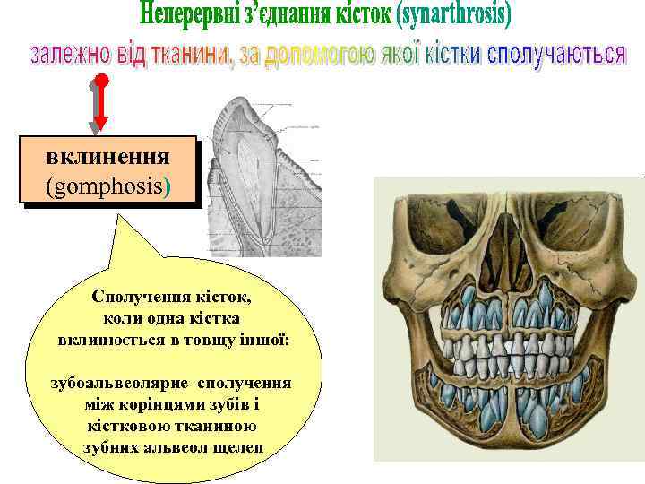 вклинення (gomphosis) Сполучення кісток, коли одна кістка вклинюється в товщу іншої: зубоальвеолярне сполучення між