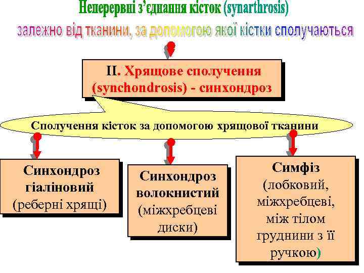 ІІ. Хрящове сполучення (synchondrosis) - синхондроз Сполучення кісток за допомогою хрящової тканини Синхондроз гіаліновий