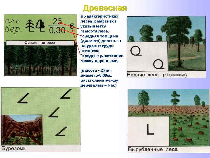 Древесная в характеристиках лесных массивов указывается: *высота леса, *средняя толщина (диаметр) деревьев на уровне