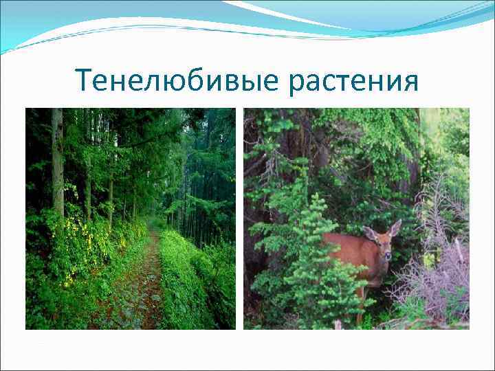 Тенелюбивые растения 