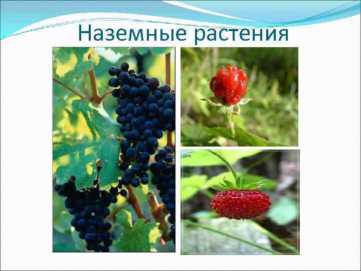 Наземные растения 