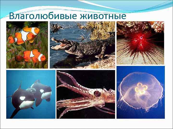 Влаголюбивые животные 