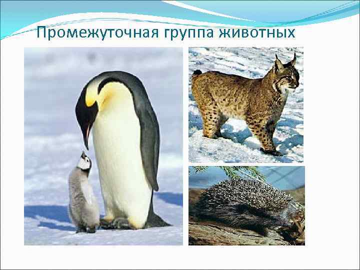 Промежуточная группа животных 