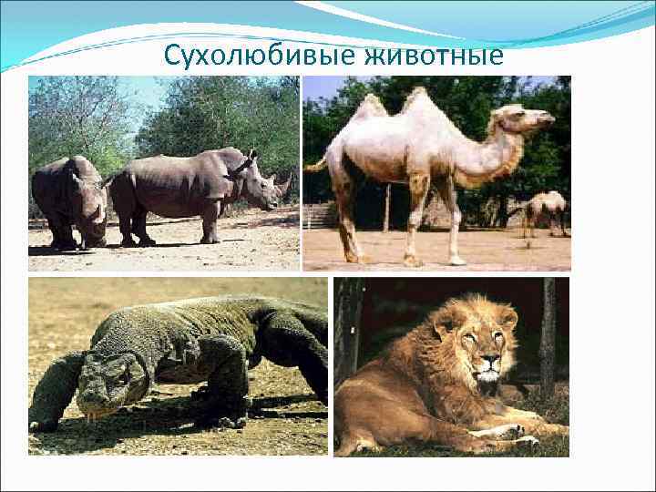 Сухолюбивые животные 
