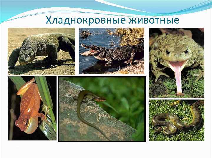 Хладнокровные животные 