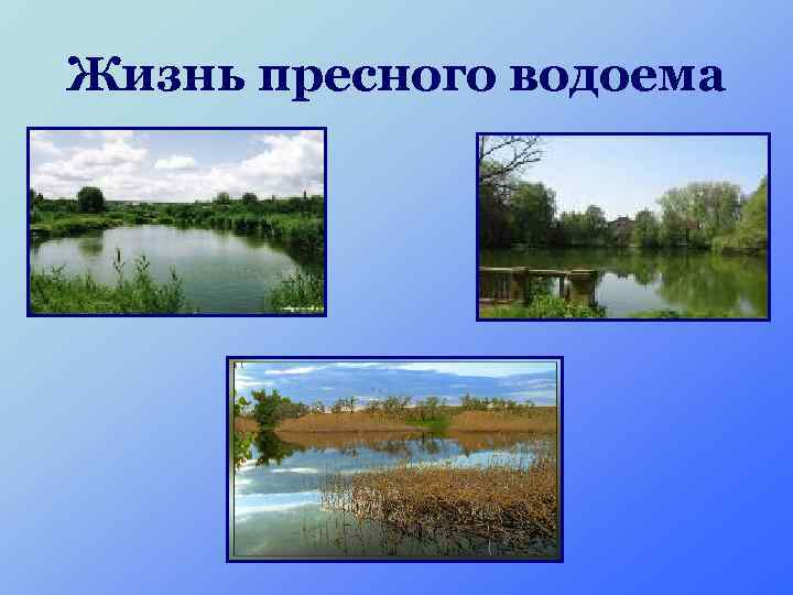 Жизнь пресного водоема 