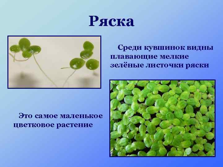 Ряска Среди кувшинок видны плавающие мелкие зелёные листочки ряски Это самое маленькое цветковое растение