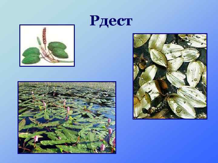 Рдест 