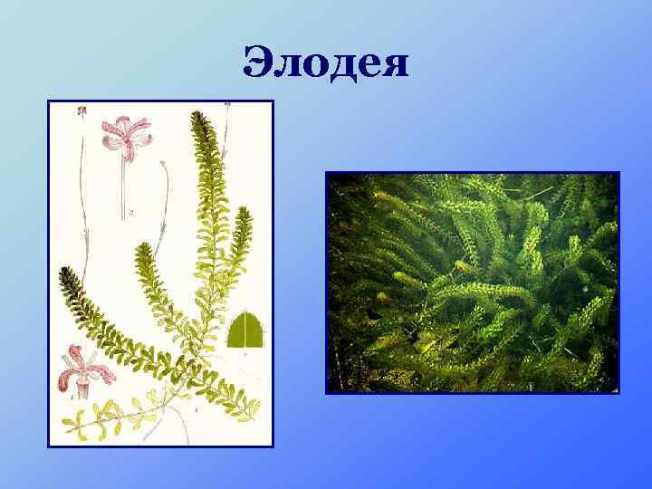 Элодея 