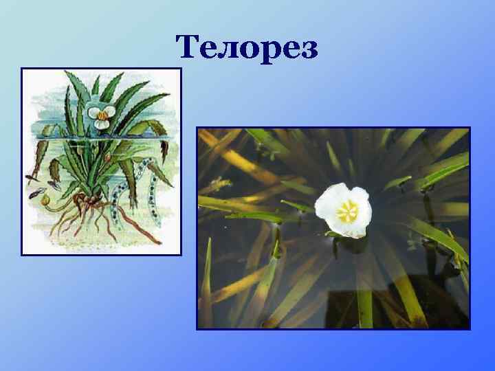 Телорез 