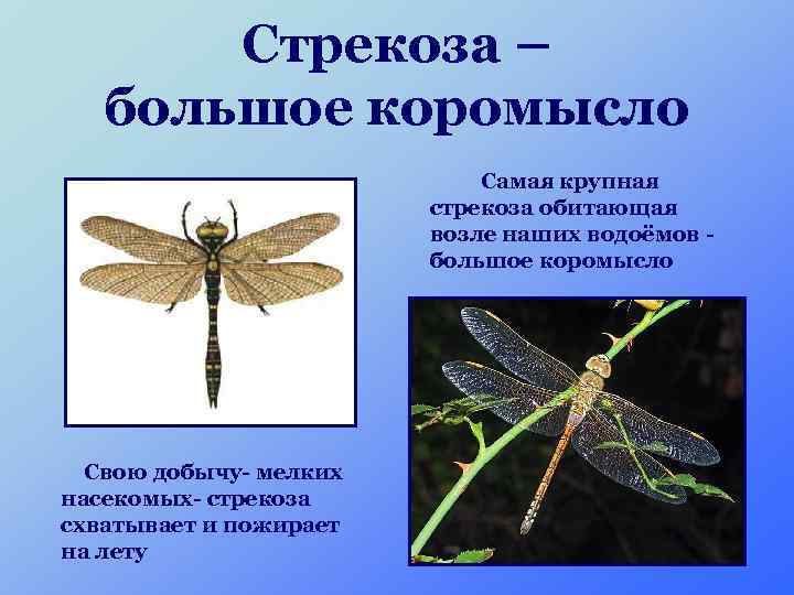 Стрекоза – большое коромысло Самая крупная стрекоза обитающая возле наших водоёмов большое коромысло Свою