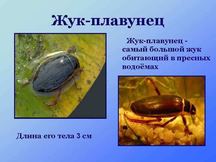 Жук-плавунец самый большой жук обитающий в пресных водоёмах Длина его тела 3 см 