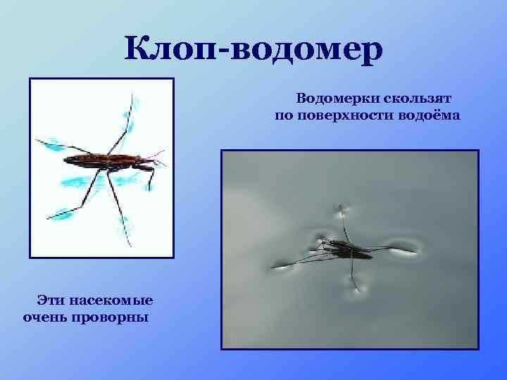 Клоп-водомер Водомерки скользят по поверхности водоёма Эти насекомые очень проворны 