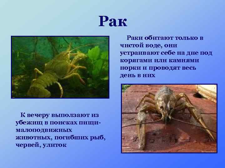 Рак Раки обитают только в чистой воде, они устраивают себе на дне под корягами