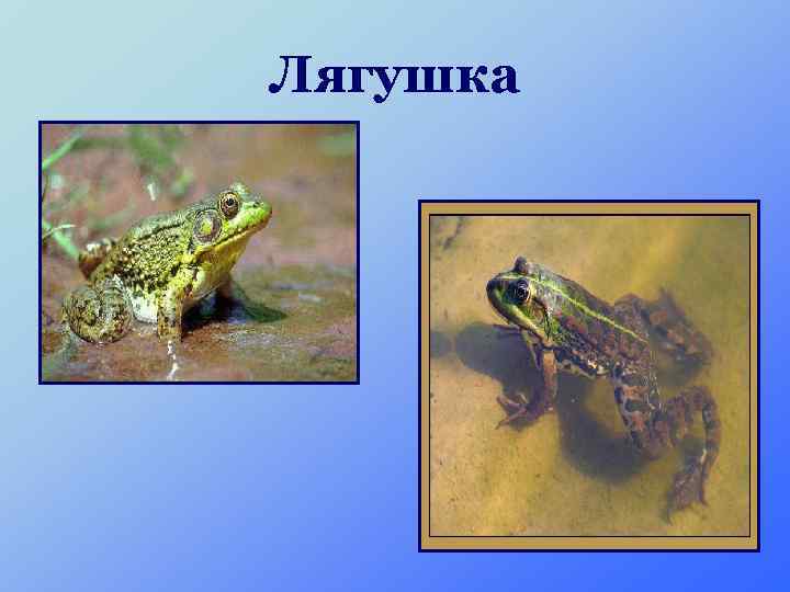 Лягушка 