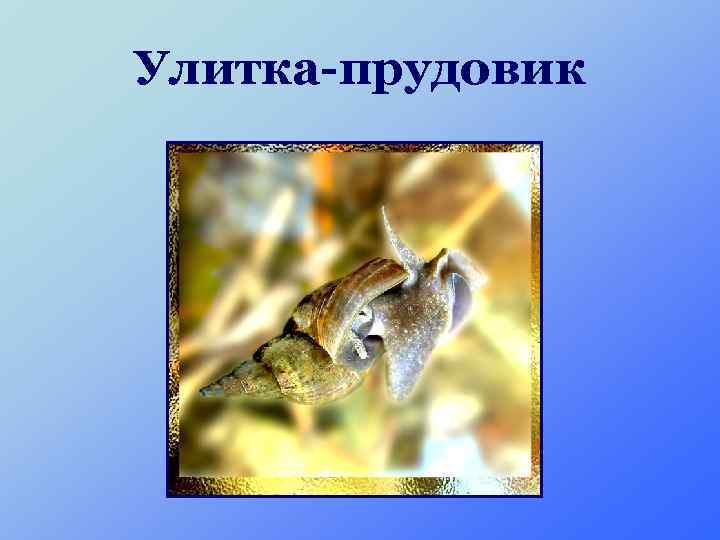Улитка-прудовик 