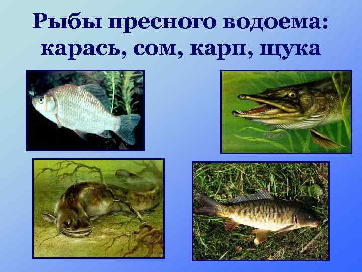 Рыбы пресного водоема: карась, сом, карп, щука 