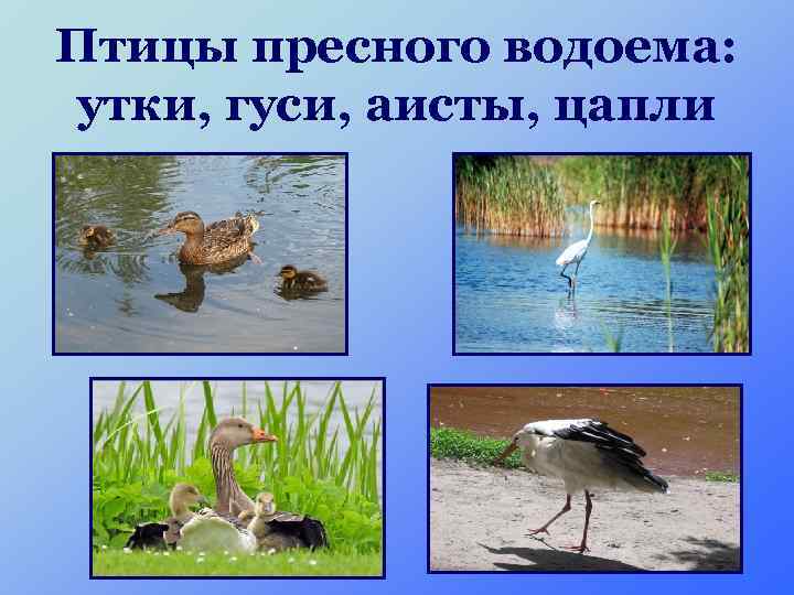 Птицы пресного водоема: утки, гуси, аисты, цапли 