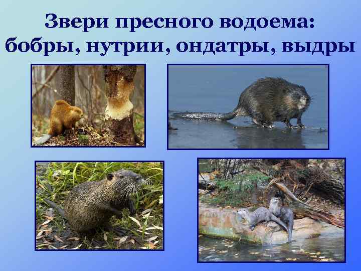 Звери пресного водоема: бобры, нутрии, ондатры, выдры 