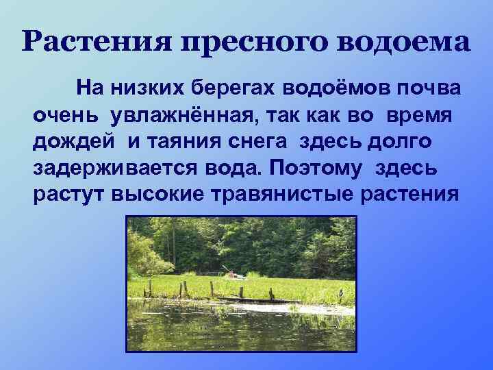 Растения пресного водоема На низких берегах водоёмов почва очень увлажнённая, так как во время