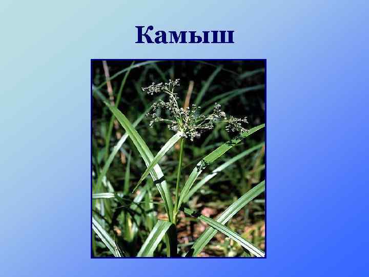 Камыш 